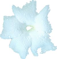 Magic wand image