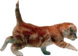 Cat running sideways