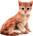 Image of cat sitting