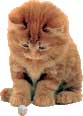 Photo of Cat looking down