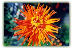 Picture of flower with glow
