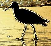 Transformed bird