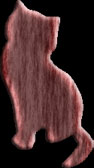 Cat's silouhette
